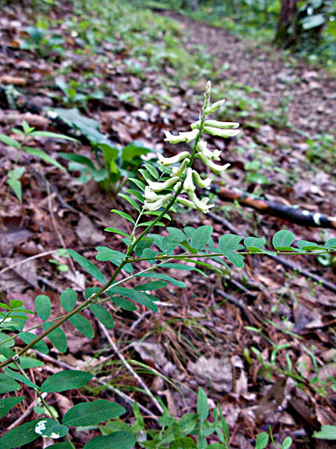 entire plant
